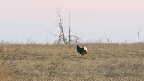 Mating behavior of grouse birds Видео 120168553