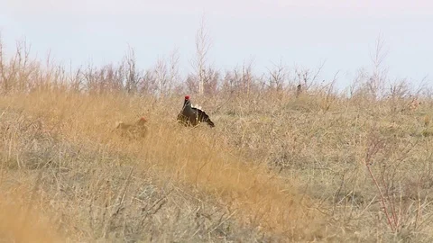 Mating behavior of grouse birds Vidéo 120168570