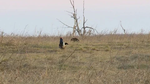 Mating behavior of grouse birds Видео 120168598