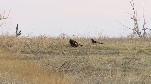 Mating behavior of grouse birds Видео 120168731