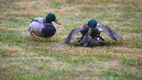 Mating behavior of Mallards (Anas platyrhynchos) Stock Footage 130615189