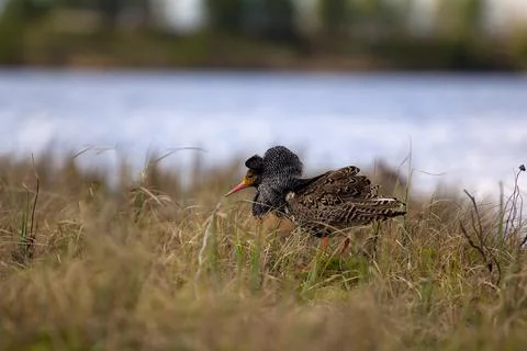 Mating behaviour of ruffs in lek (place of courtship) Stock Photos