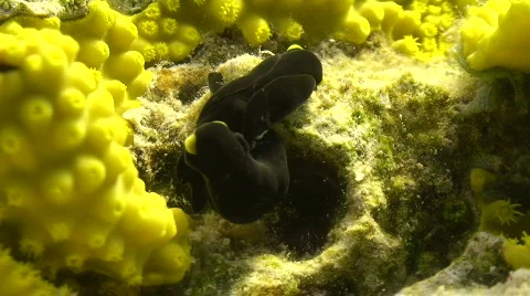 Mating Behaviour of sea slugs Stock Footage 841688