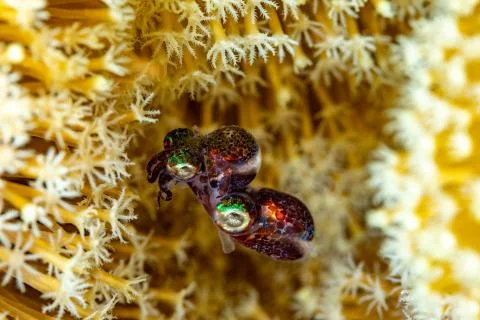 Mating Bobtail squid (order Sepiolida) are a group of cephalopods closely rel Foto stock