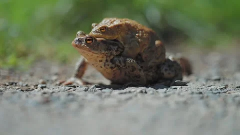Mating brown toads during the spring migration. A close-up parallax shot. Stock Footage 250322457