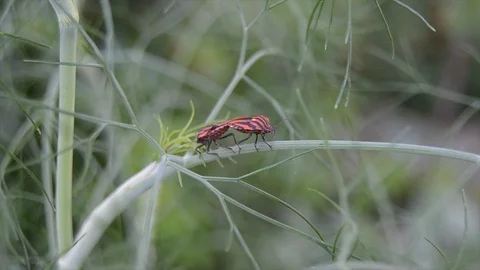 Mating bug 動画素材 92952427