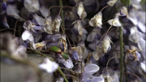 Mating bugs in flowers. Heteroptera Stock Footage 241107224