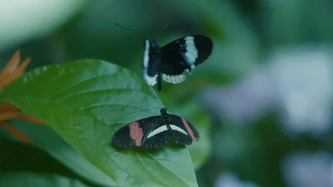 Mating Butterflies (1) Stock Footage 88847564