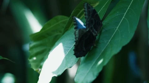 Mating Butterflies (5) Stock Footage 88847445