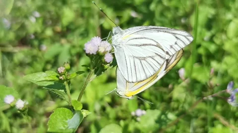 Mating butterflies Stock Footage 235707266