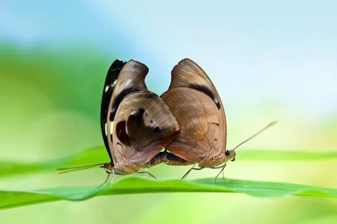 Mating butterflies Stock Photos