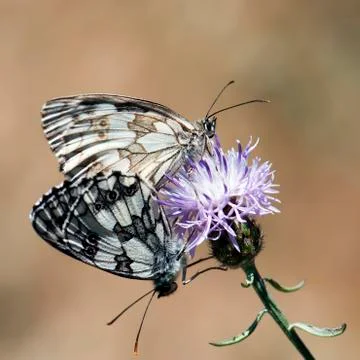Mating of butterflies Stock Photos