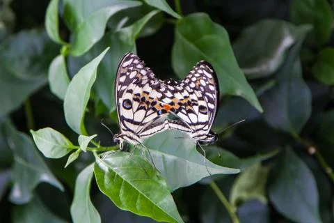 Mating butterflies Stock Photos
