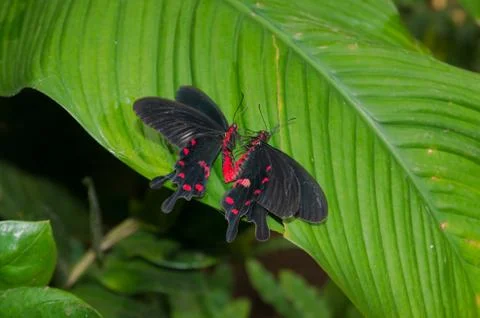 Mating butterflies Stock Photos