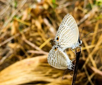 Mating butterflies 库存照片