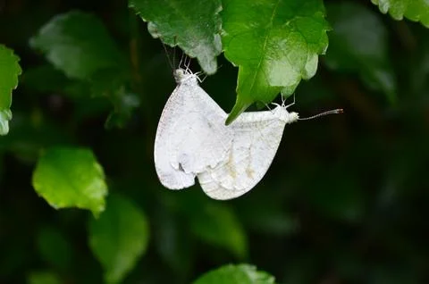 Mating Butterflies 스톡 사진
