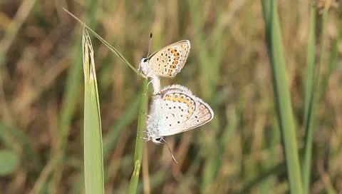 The mating butterflies - silver-studded blue - Plebejus argus Stock Footage 11405029
