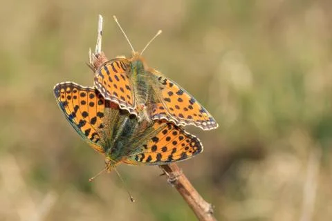 Mating of butterflies in spring Stock Photos