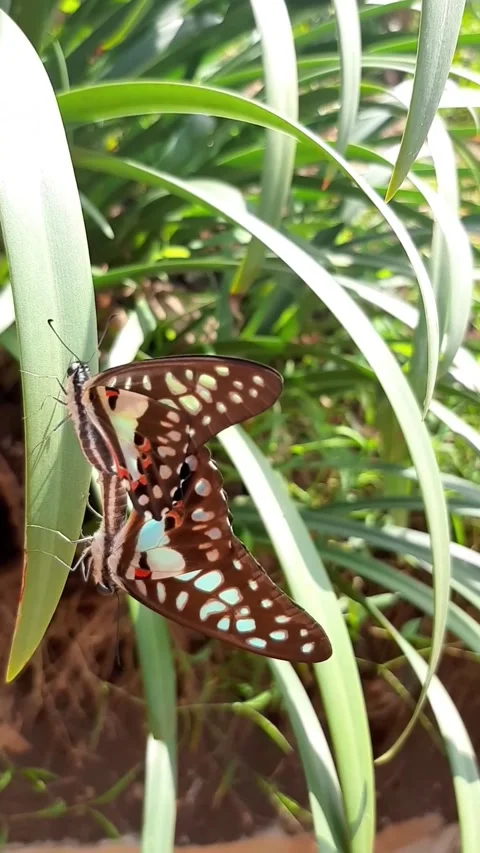 Mating butterflies, two blue butterflies breeding Stock Footage 292736853