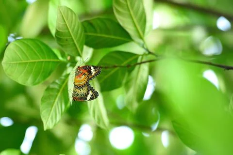 Mating butterfly Stock Photos