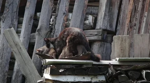 Mating cats Stock Footage 51338334