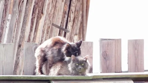 Mating cats Stockbeeldmateriaal 51338377