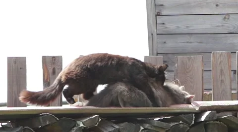 Mating cats Stock Footage 51338404