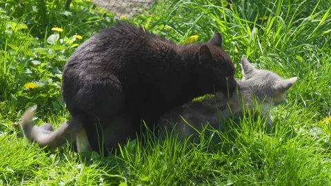 Mating cats on a spring lawn Video stock 331447120
