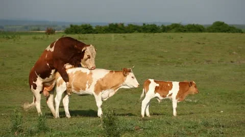 Mating cattle Stock Footage 24653076