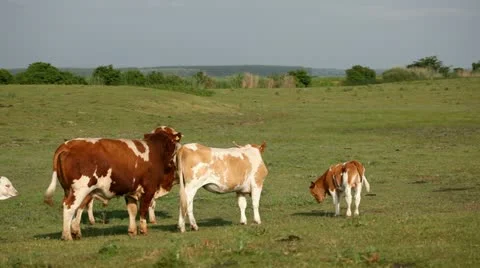 Mating cattle Stock Footage 24653113