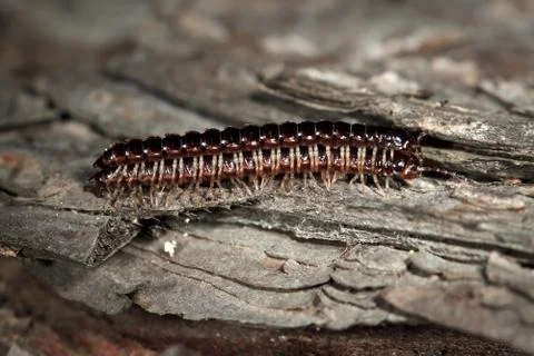 Mating centipedes Stock Photos