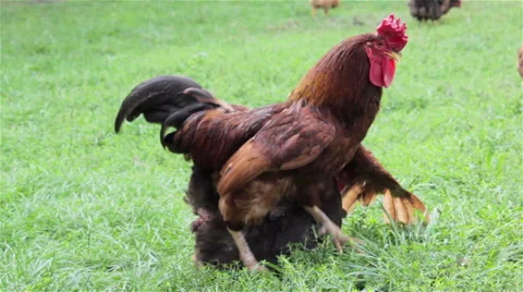 Mating chickens Video stock 55616950