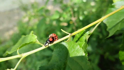 Mating Coccinellidae Stock Footage 311569386