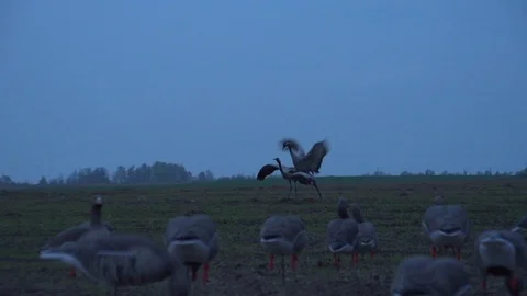 Mating common cranes in a rural field in the early morning . Stock Footage 103793940