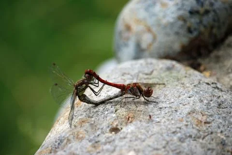 Mating common darter dragonflies 스톡 사진