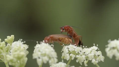 Mating common red soldier beetles closeup Stock Footage 148658246