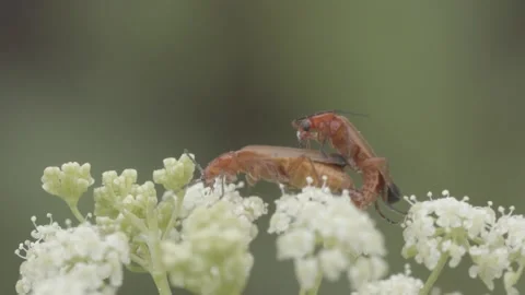 Mating common red soldier beetles closeup Stock Footage 151846489