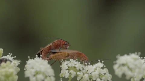 Mating common red soldier beetles closeup Stock Footage 154506087