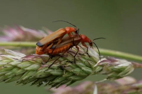 Mating of common red soldier beetles Stock Photos