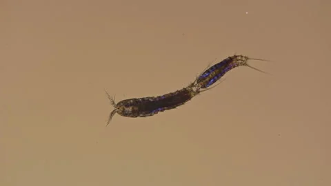 Mating Copepoda under the microscope Stock Footage 106639988