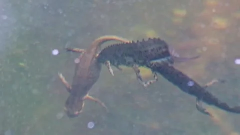 Mating couple of great crested newts in mating season show mating habits Stock Footage 240861201