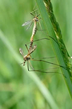 Mating crane flies Stock Photos