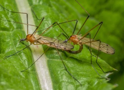 Mating crane flies Stock Photos