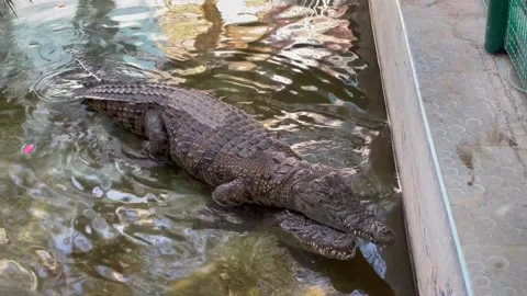 Mating of crocodiles, up view Stock Footage 172132250
