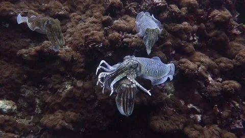 Mating Cuttlefish, Sex on the reef! Stock Footage 158100212