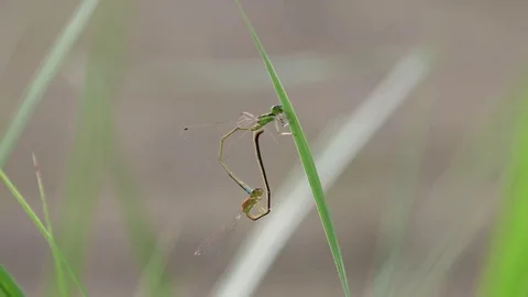 Mating damselflies Stock Footage 83467864