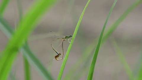 Mating damselflies Stock Footage 83467870