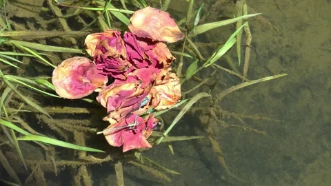 Mating, damselflies Stock Footage 314895330