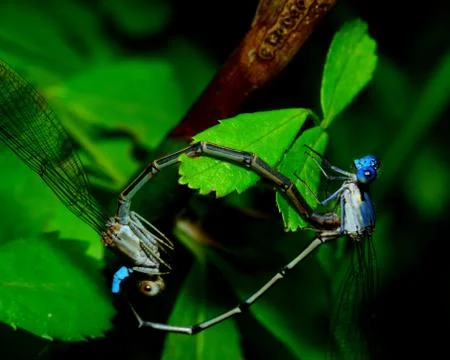 Mating damselflies Stock Photos