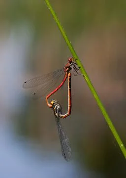 Mating Damselflies Stock Photos